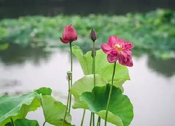 花期|一叶莲花期是什么时候