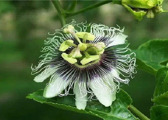 花朵诊疗|果树催花时间和方法