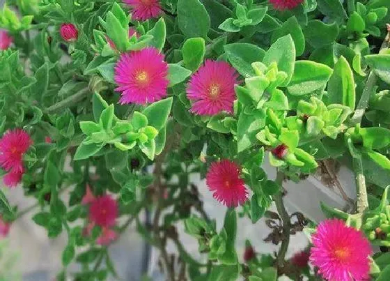 冬天植物|牡丹吊兰耐寒吗