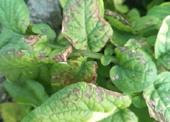 植物病害|马铃薯炭疽病的发病原因及治疗方法