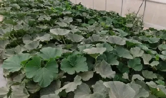 种植管理|怎么样让南瓜秧多结南瓜，南瓜秧怎么管理结结果多）