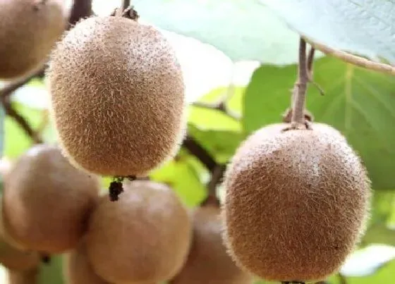 植物病害|猕猴桃炭疽病的发病原因与治疗方法