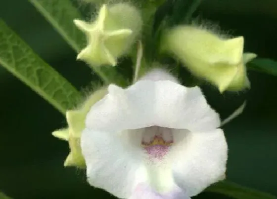 种植管理|芝麻在几月份种植合适