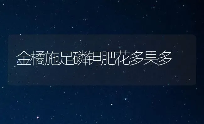 金橘施足磷钾肥花多果多 | 瓜果种植