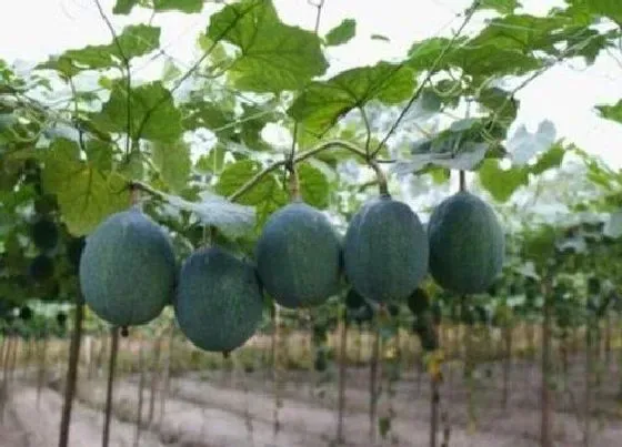 种植管理|瓜蒌几月份种植合适