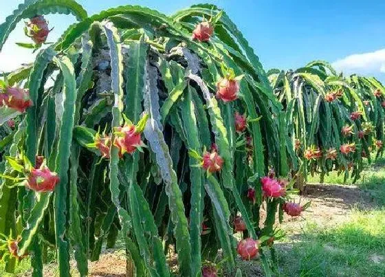 生长环境|火龙果种植温度多少度合适 对气候温度环境的要求