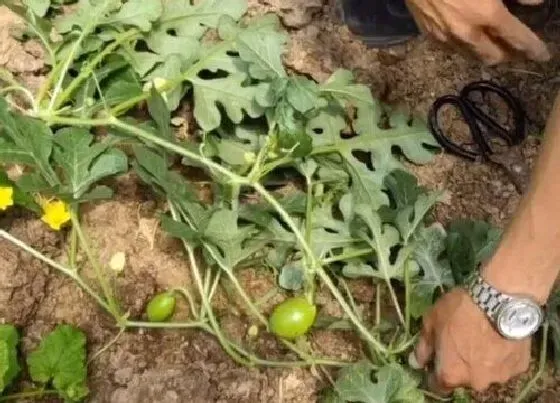 植物修剪|西瓜藤怎么修剪方法