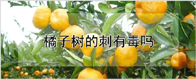 橘子树的刺有毒吗 | 农业技术