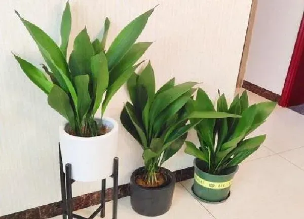植物浇水|一叶兰怎么浇水方法