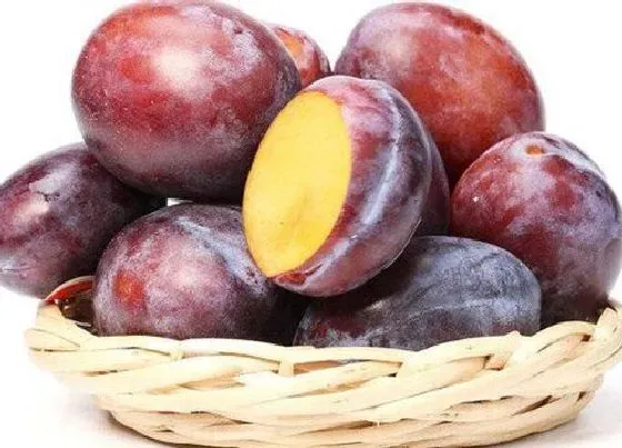 果实成熟|梅子什么时候上市 成熟季节几月份