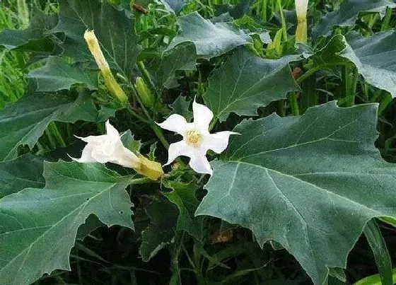 根部|曼陀罗的根是什么样子的