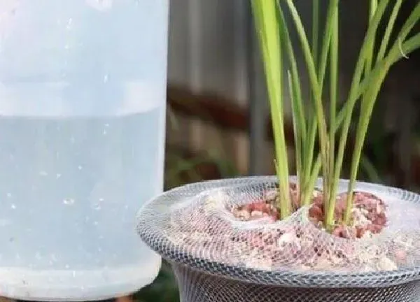 植物浇水|自来水可以浇兰花吗