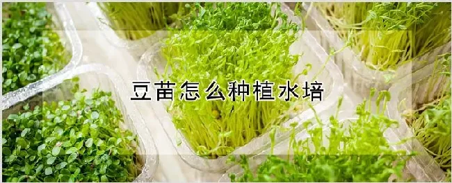 豆苗怎么种植水培 | 农业科普