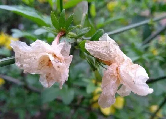 植物施肥|开败的花可以做肥料吗