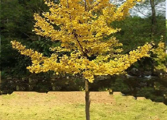 植物百科|银杏树能活多少年