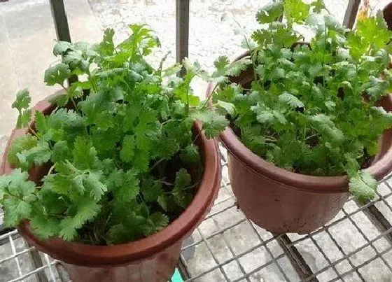 植物播种|香菜什么时候播种最合适