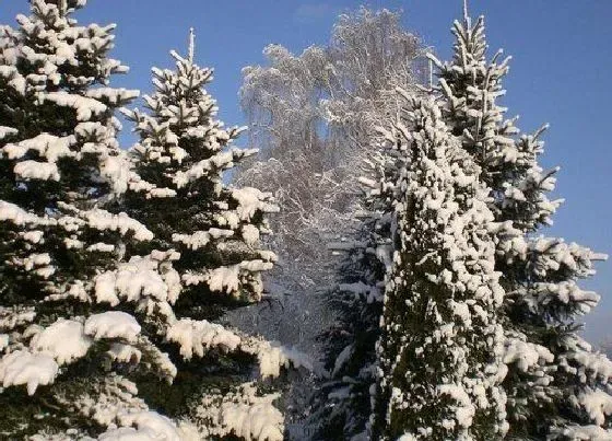 植物种类|雪松是落叶植物吗