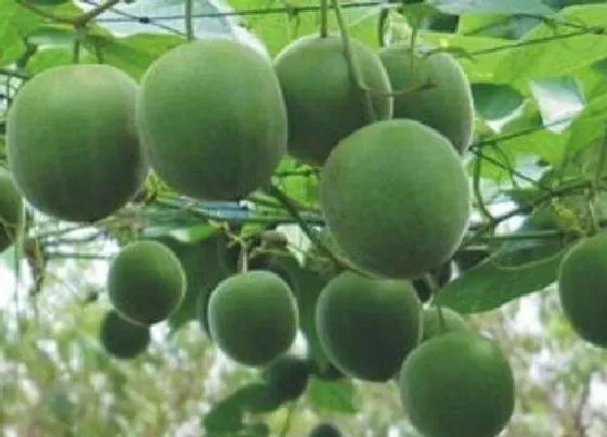 种植管理|罗汉果几年结果实