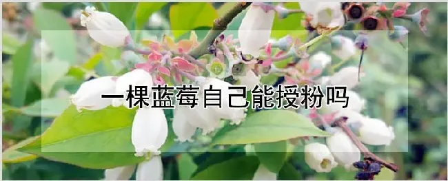 一棵蓝莓自己能授粉吗 | 农业科普