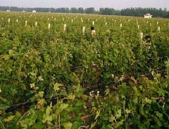 种植管理|葡萄摘心时间 摘心方法及步骤图解