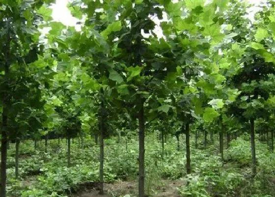 植物排行|叶变黄的植物有哪些