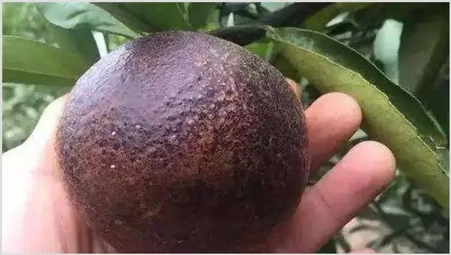 柑橘黑皮果的防治技术 | 农业科普