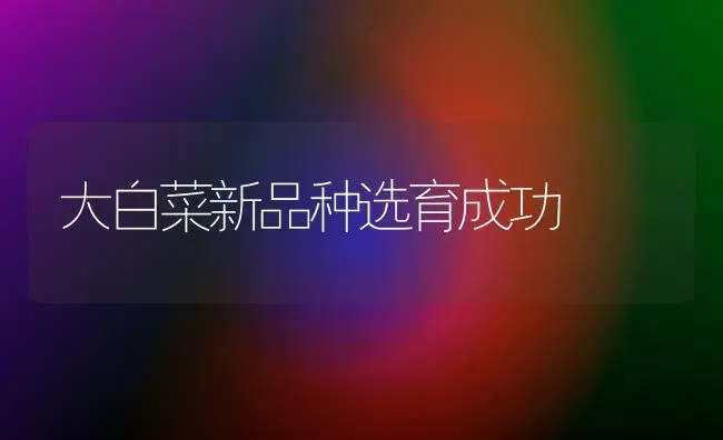 大白菜新品种选育成功 | 蔬菜种植
