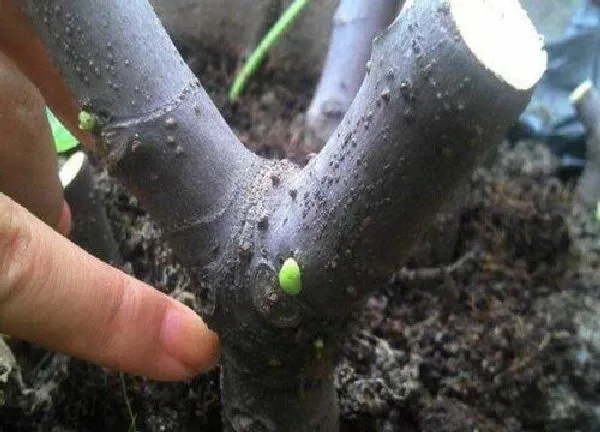 植物扦插|樱桃树可以扦插繁殖吗