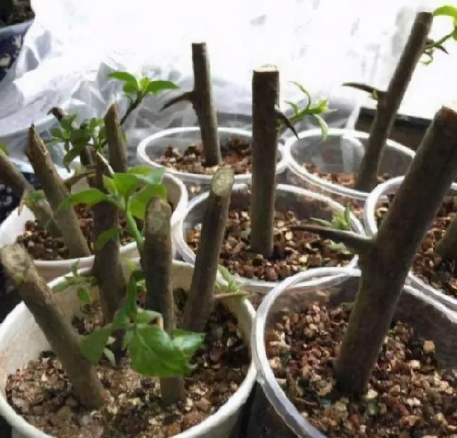 植物扦插|月季花什么季节扦插成活率高（什么时间扦插月季花最好）