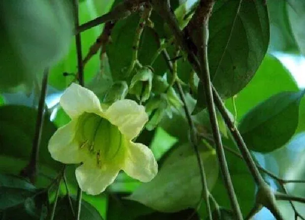 植物浇水|菜豆树多久浇一次水