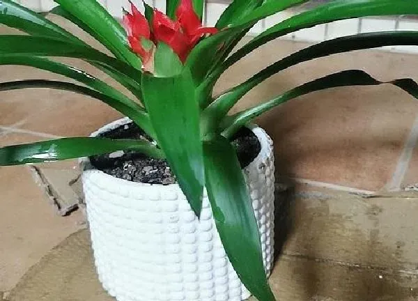 植物移栽|红运当头怎么分株方法