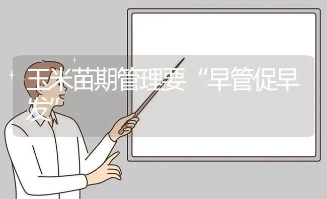 玉米苗期管理要“早管促早发” | 粮油作物种植