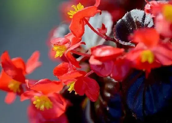 花卉百科|春夏秋冬四季开的花有哪些 一年四季开花的植物有哪些