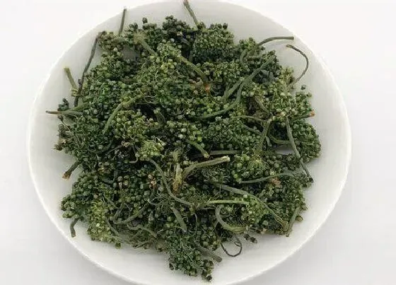 功效常识|人参花有什么作用和功效 喝人参花对人身体有什么好处