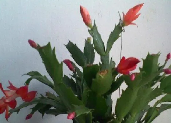 植物浇水|蟹爪兰多长时间浇一次水