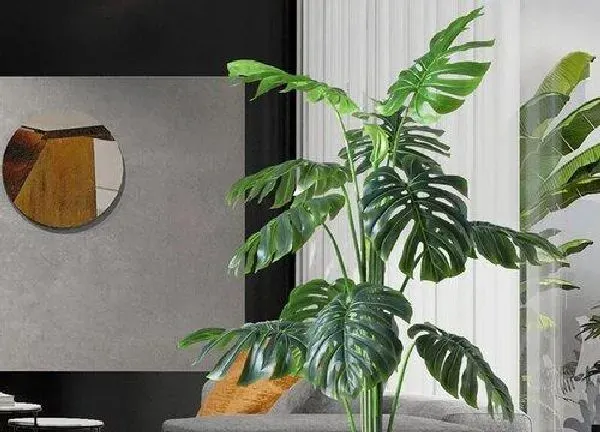 植物移栽|龟背竹上盆时间与养护方法