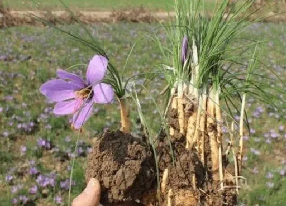 种球|藏红花的种球保存方法与种植时间
