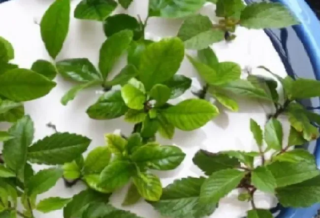 植物扦插|月季花什么季节扦插成活率高（什么时间扦插月季花最好）