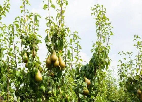 植物种类|梨树是乔木还是灌木植物