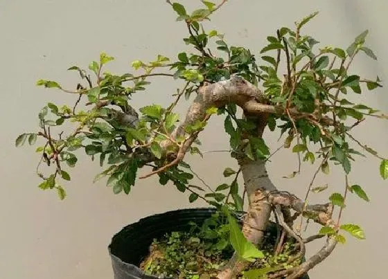 掉叶子|榆树盆景冬天落叶吗