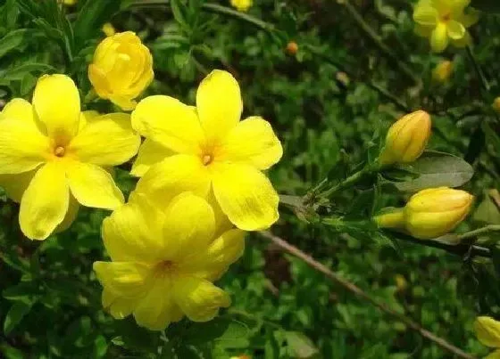 植物种类|迎春花是藤本植物吗 迎春花藤是什么样的