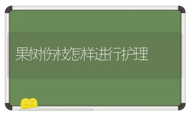 果树伤枝怎样进行护理 | 瓜果种植