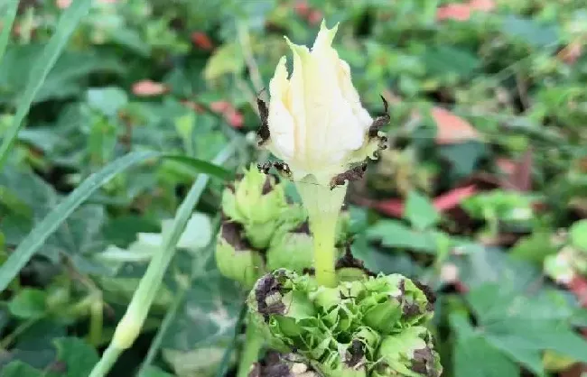 功效常识|瓜蒌根的功效与作用
