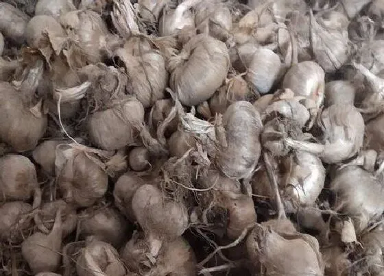 种球|藏红花的种球保存方法与种植时间