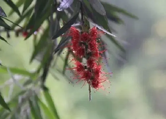 开花时间|红千层一年开几次花