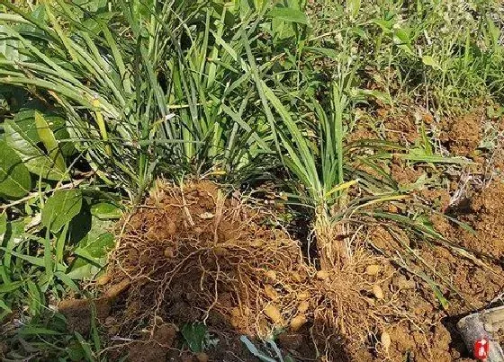 植物百科|和兰花很像的草