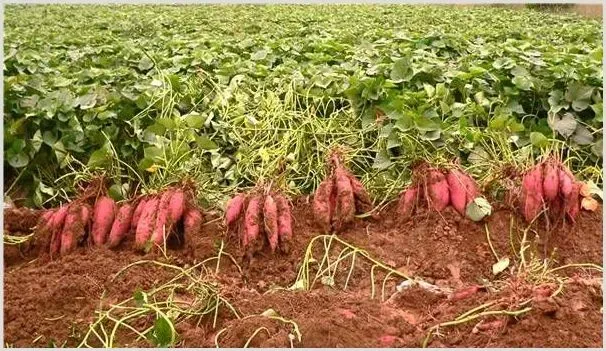 红薯开裂的原因及防治方法 | 种植资料
