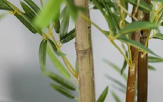 植物百科|竹子会开花吗 开花的颜色与样子