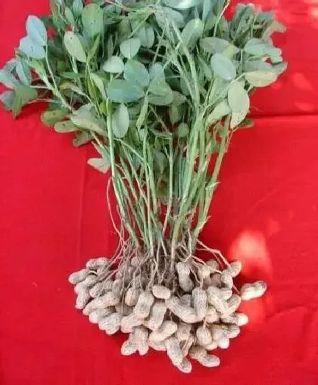 植物种类|花生的种类名称及图片（常见的花生品种有几种 ）