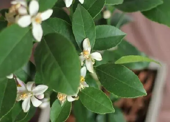 开花时间|香水柠檬一年开几次花